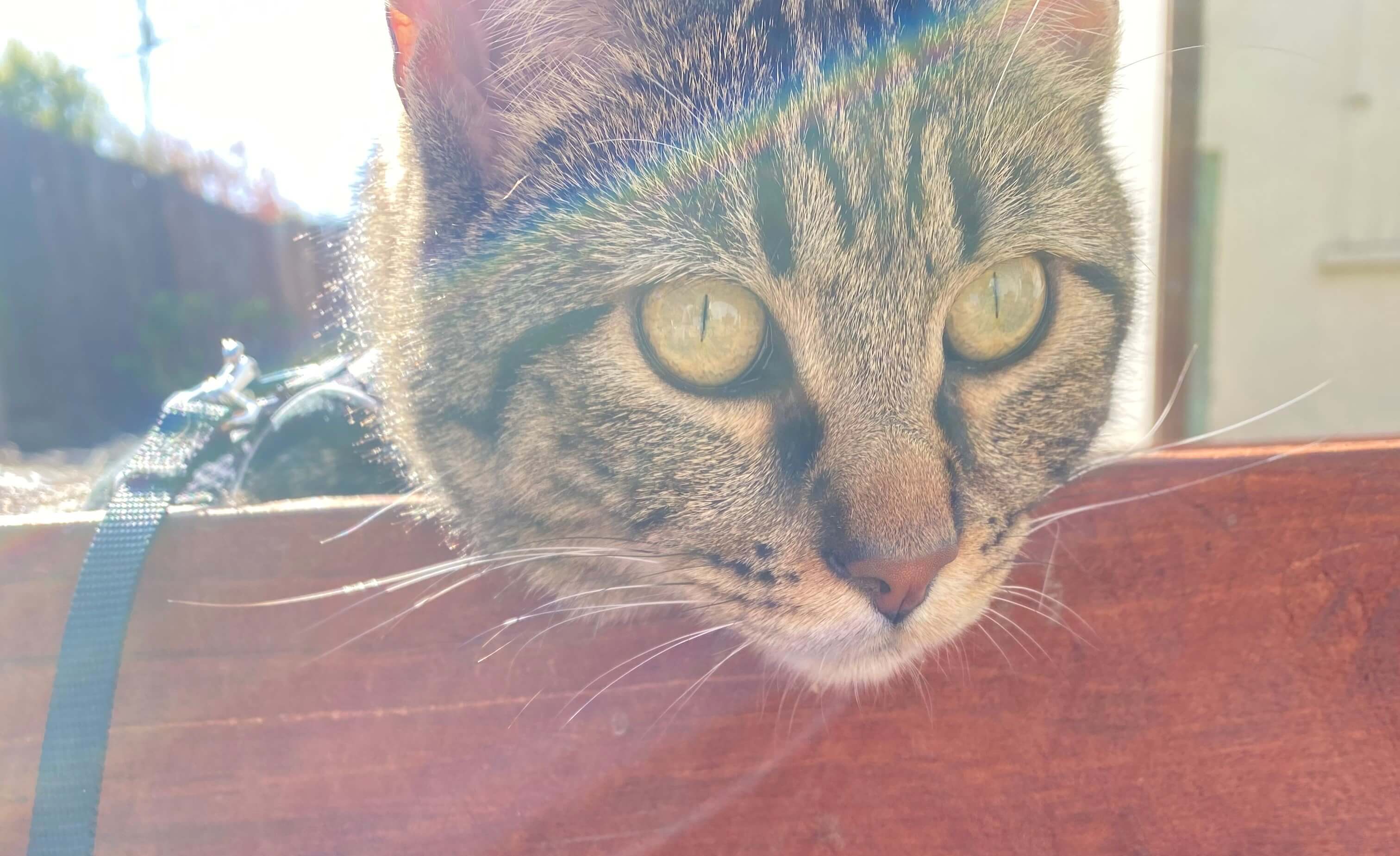 My cat Seymour